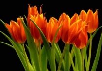 Date this good-looking Brazil man Peter from salvador BR5446